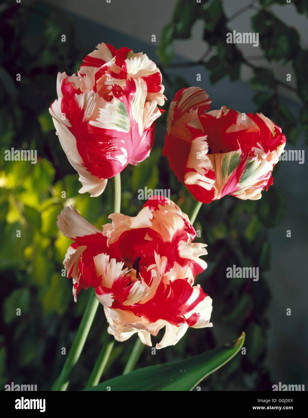 Tulipa - `Estella Rijnveld' (Parrot)   BUL074606 Stock Photo